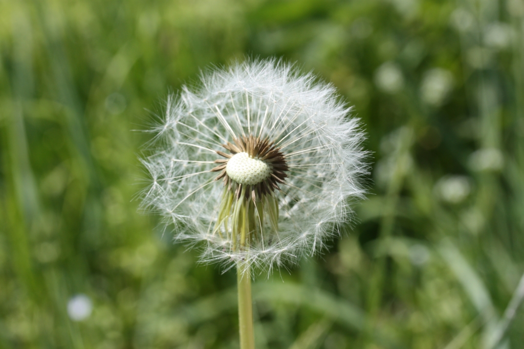 paardenbloem